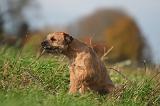 BORDER TERRIER 158